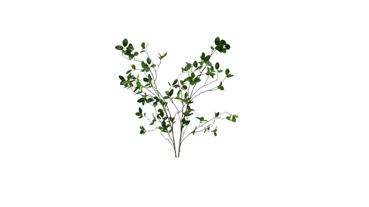 Preserved Plants
