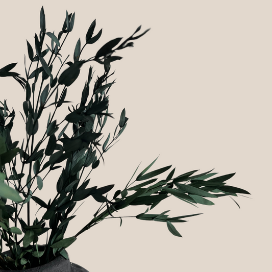 Preserved Green Eucalyptus, Bunch