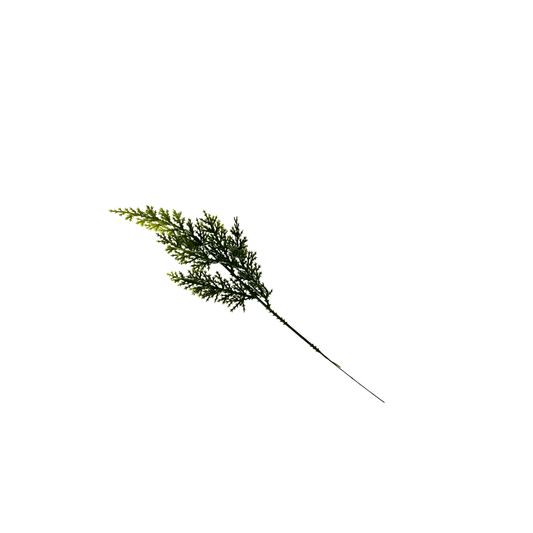 Cedar Pine Branches, Bunch