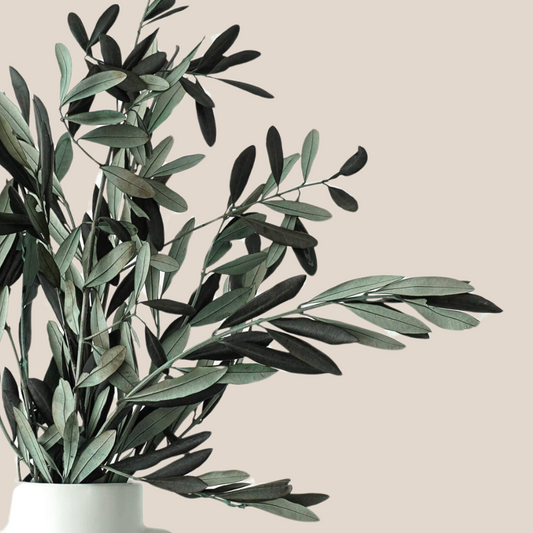 Olive Branches, Bunch. Preserved. Real greenery