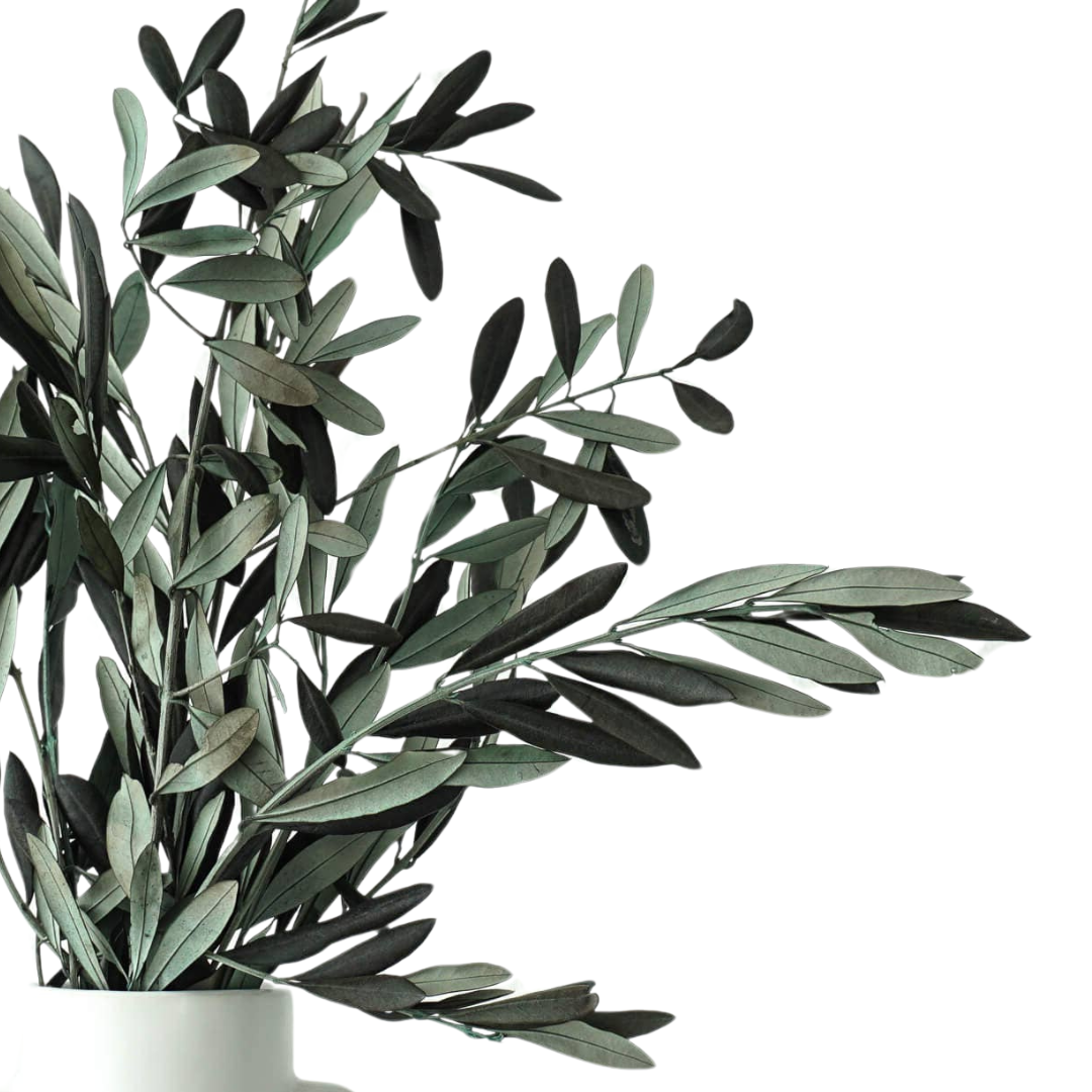 Preserved Italian Olive Branches (Bunch)