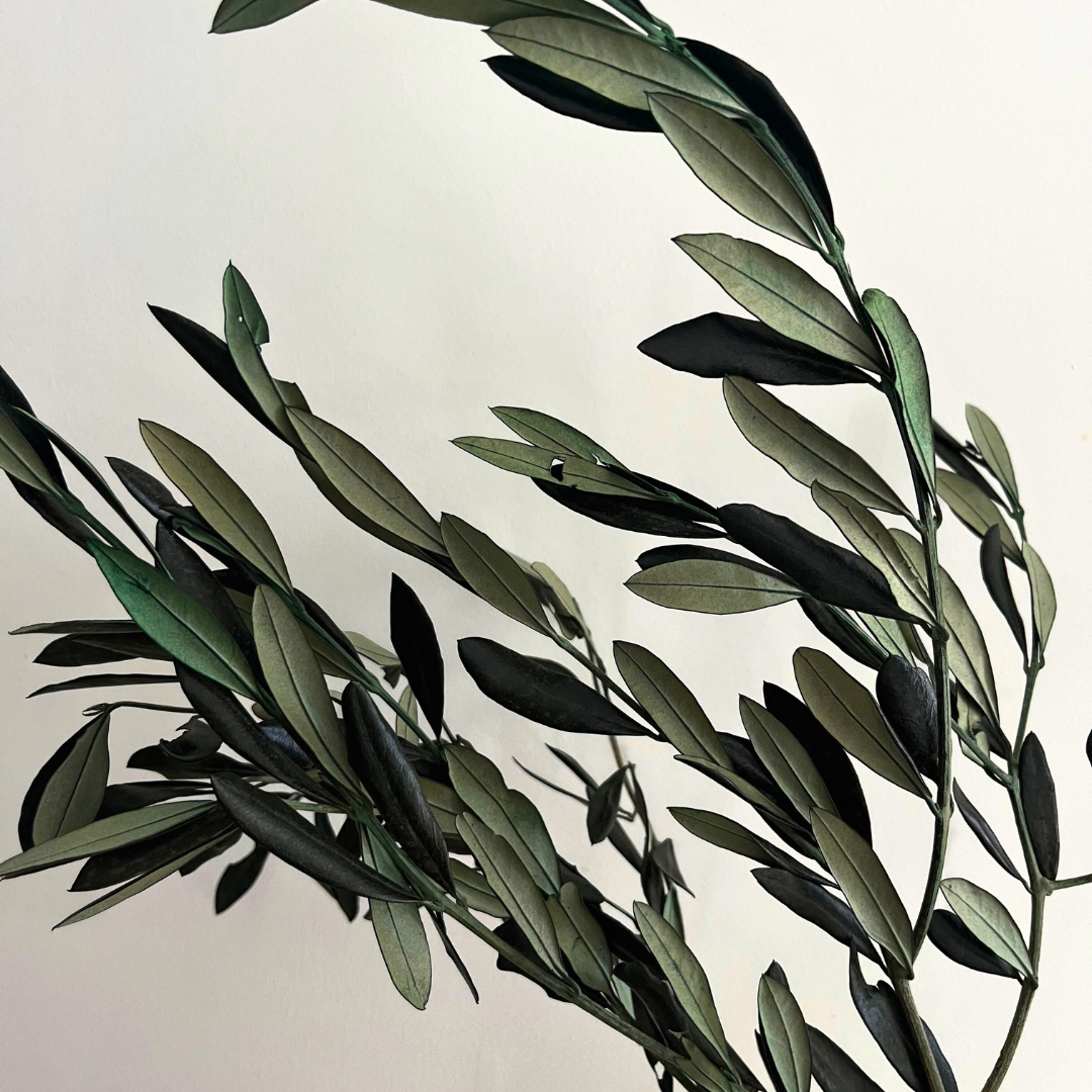 Olive Branches, Bunch. Preserved. Real greenery