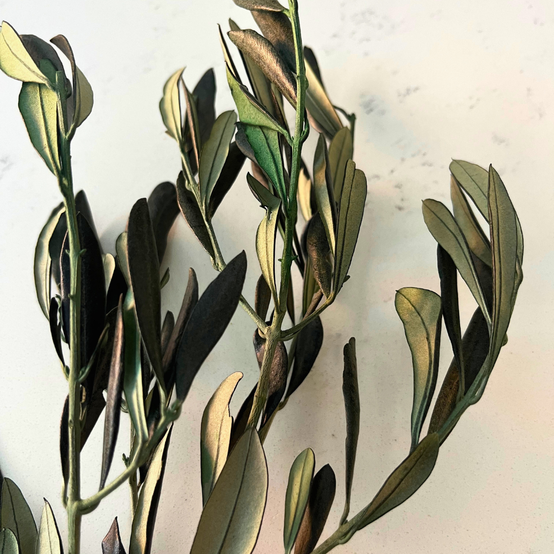 Olive Branches, Bunch. Preserved. Real greenery
