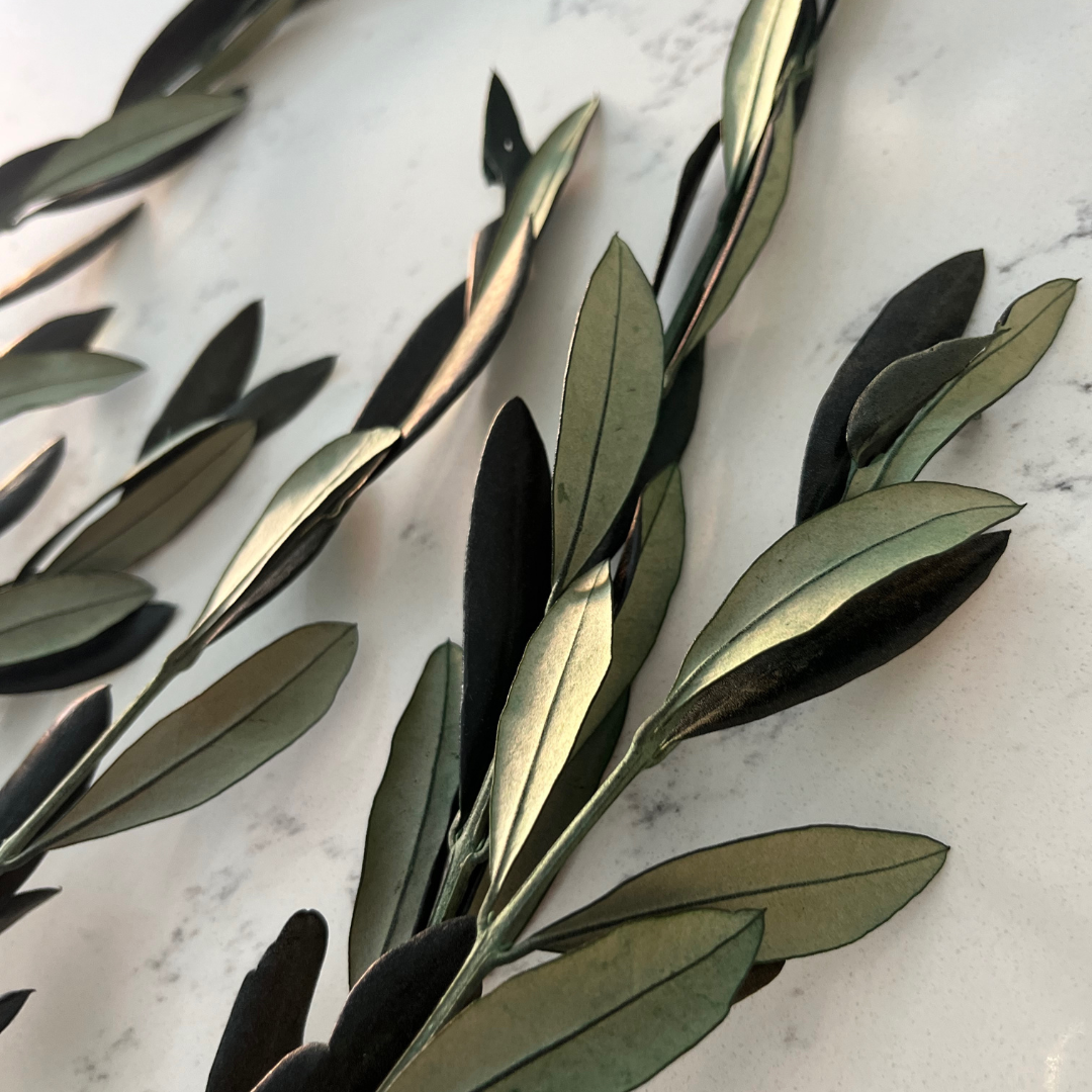Olive Branches, Bunch. Preserved. Real greenery