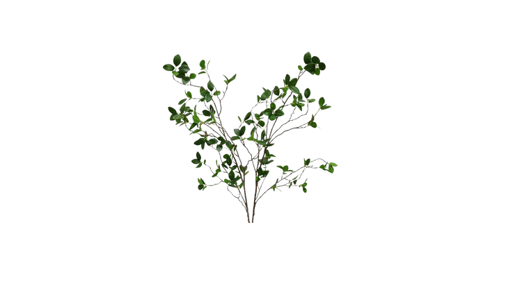 Botanicals