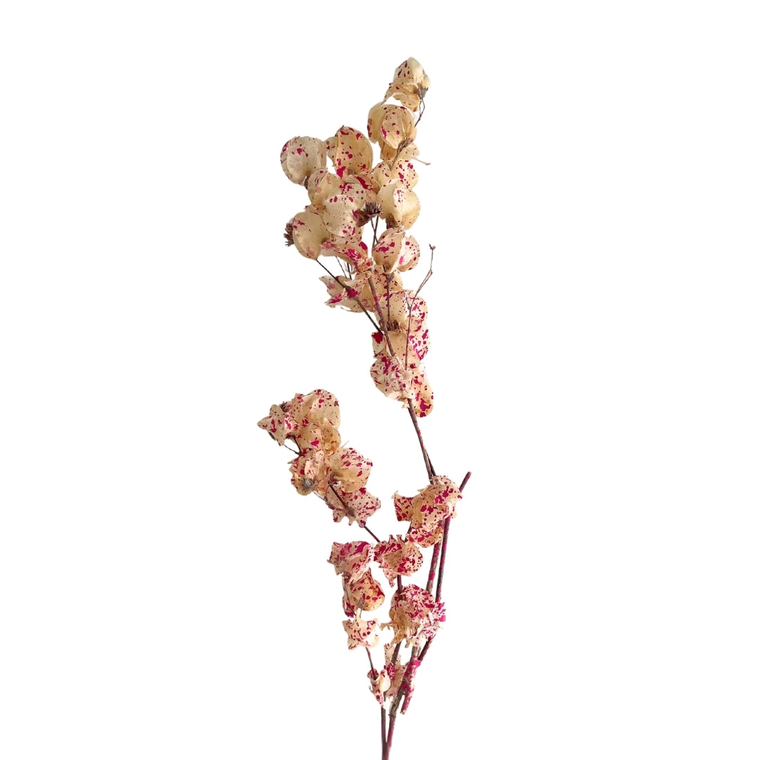 Dried Bougainvillea Flowers branch - Cream & Pink