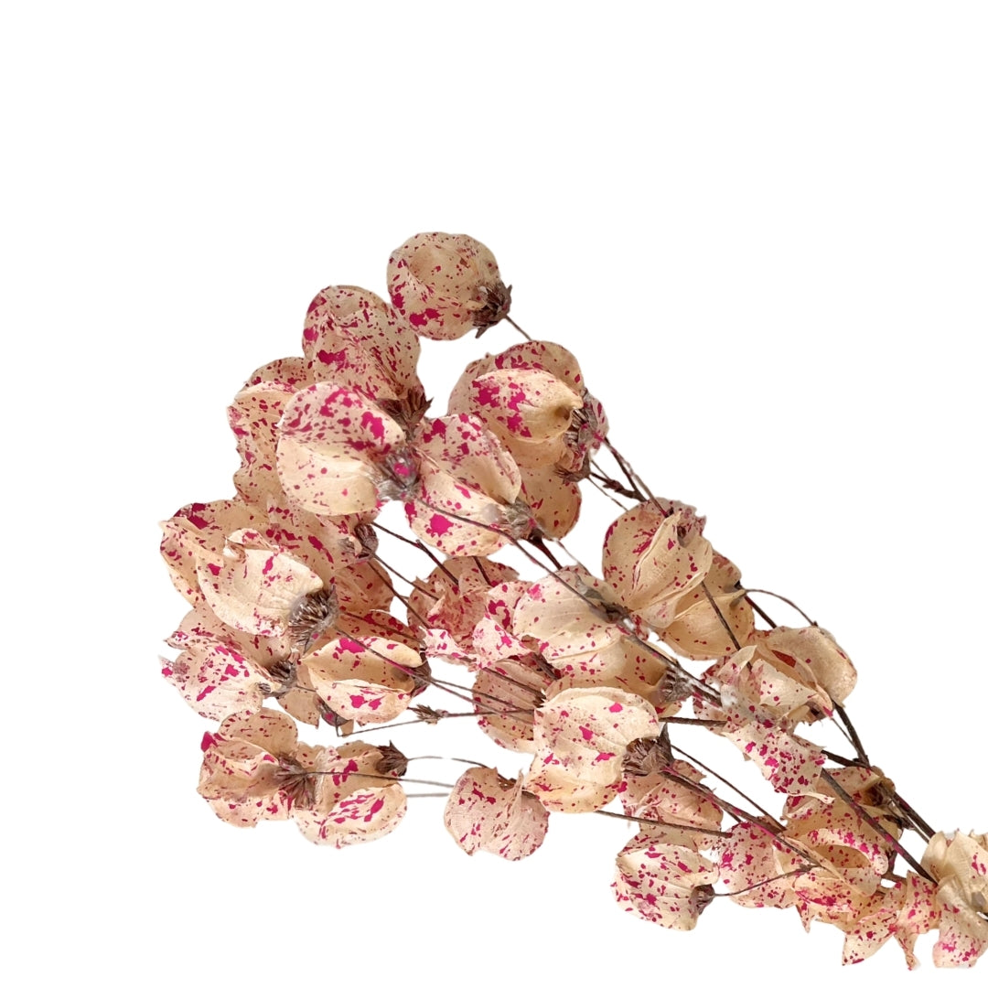 Dried Bougainvillea Flowers branch - Cream & Pink