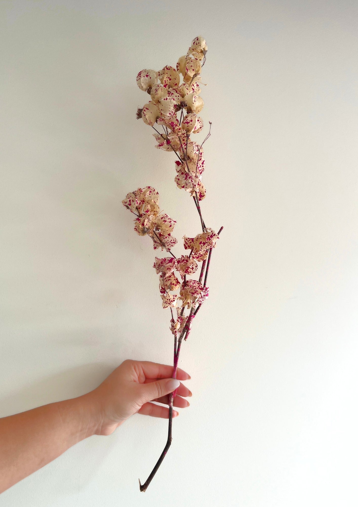 Dried Bougainvillea Flowers branch - Cream & Pink