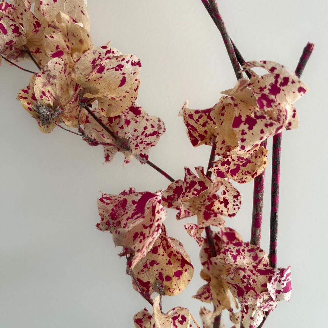 Dried Bougainvillea Flowers branch - Cream & Pink