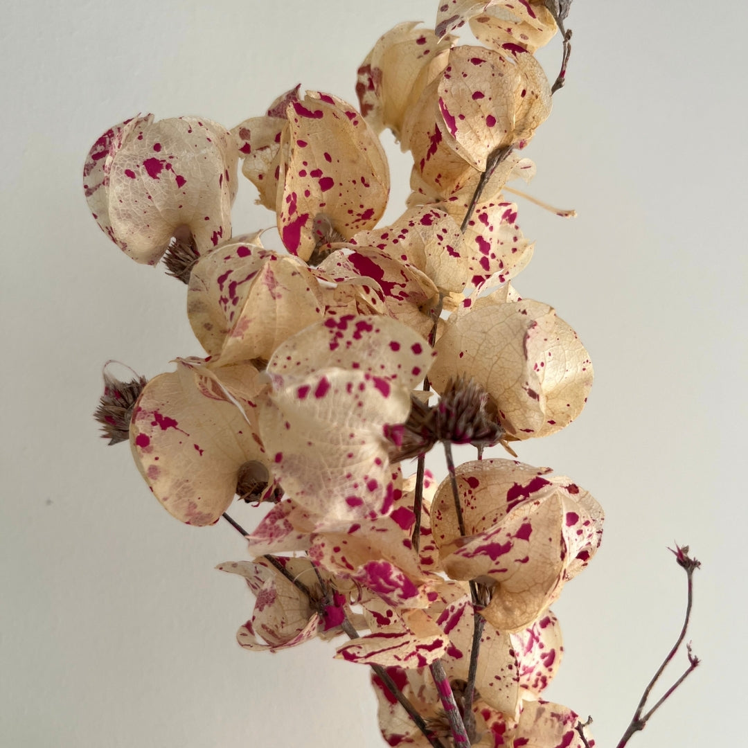 Dried Bougainvillea Flowers branch - Cream & Pink