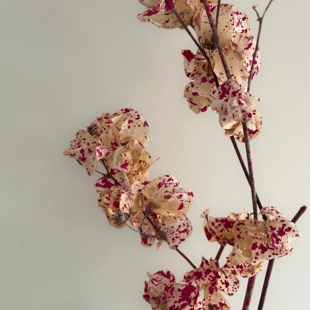 Dried Bougainvillea Flowers branch - Cream & Pink