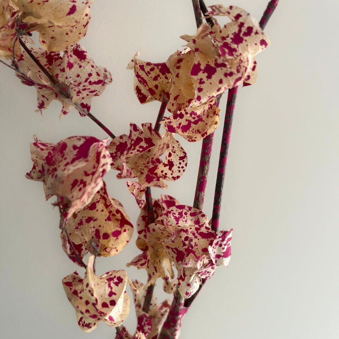 Dried Bougainvillea Flowers branch - Cream & Pink