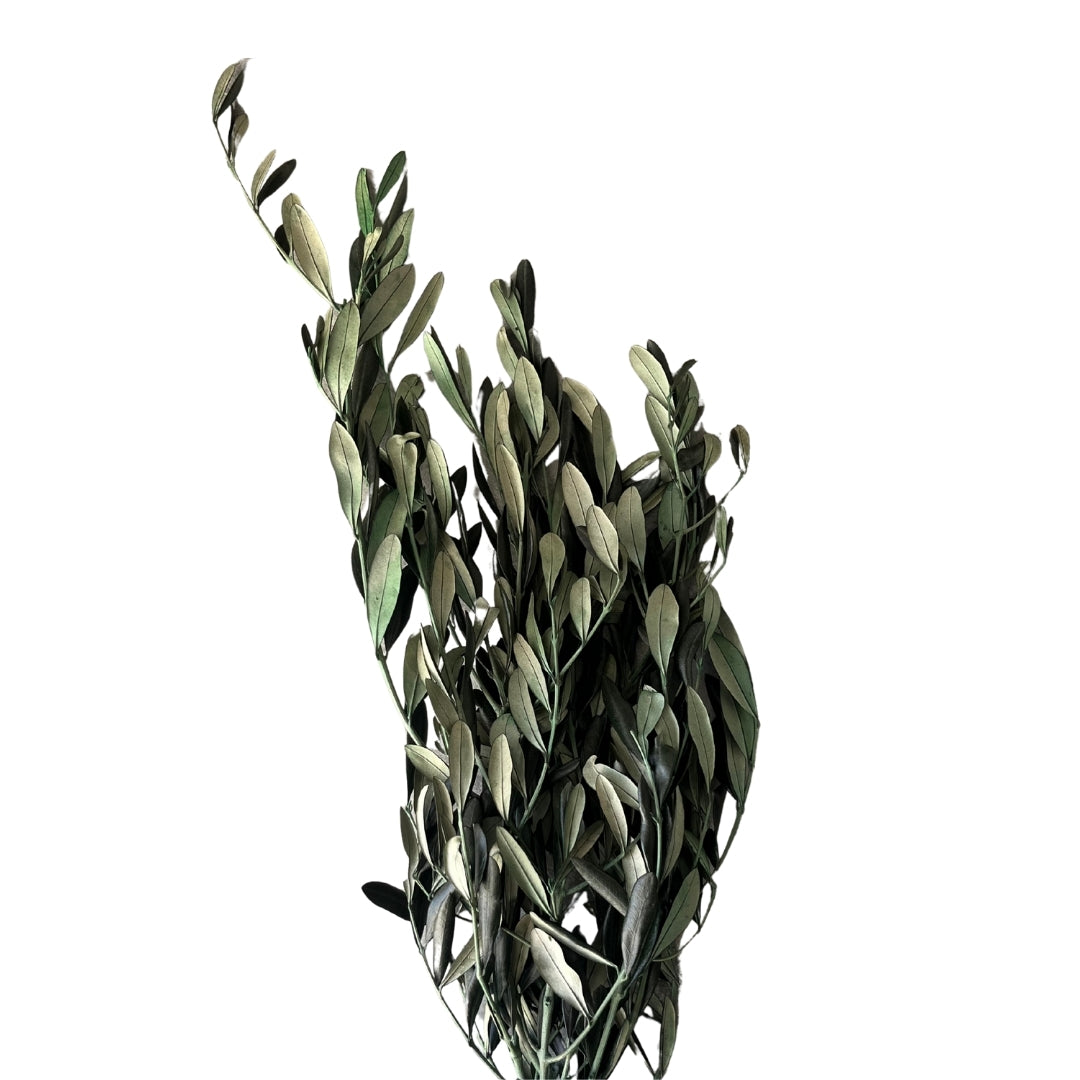 Preserved Italian Olive Branches (Bunch)