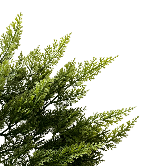 Cedar Pine Branches, Bunch