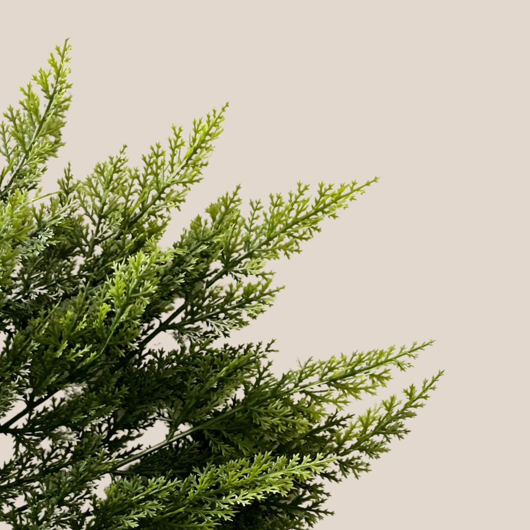 Cedar Pine Branches, Bunch