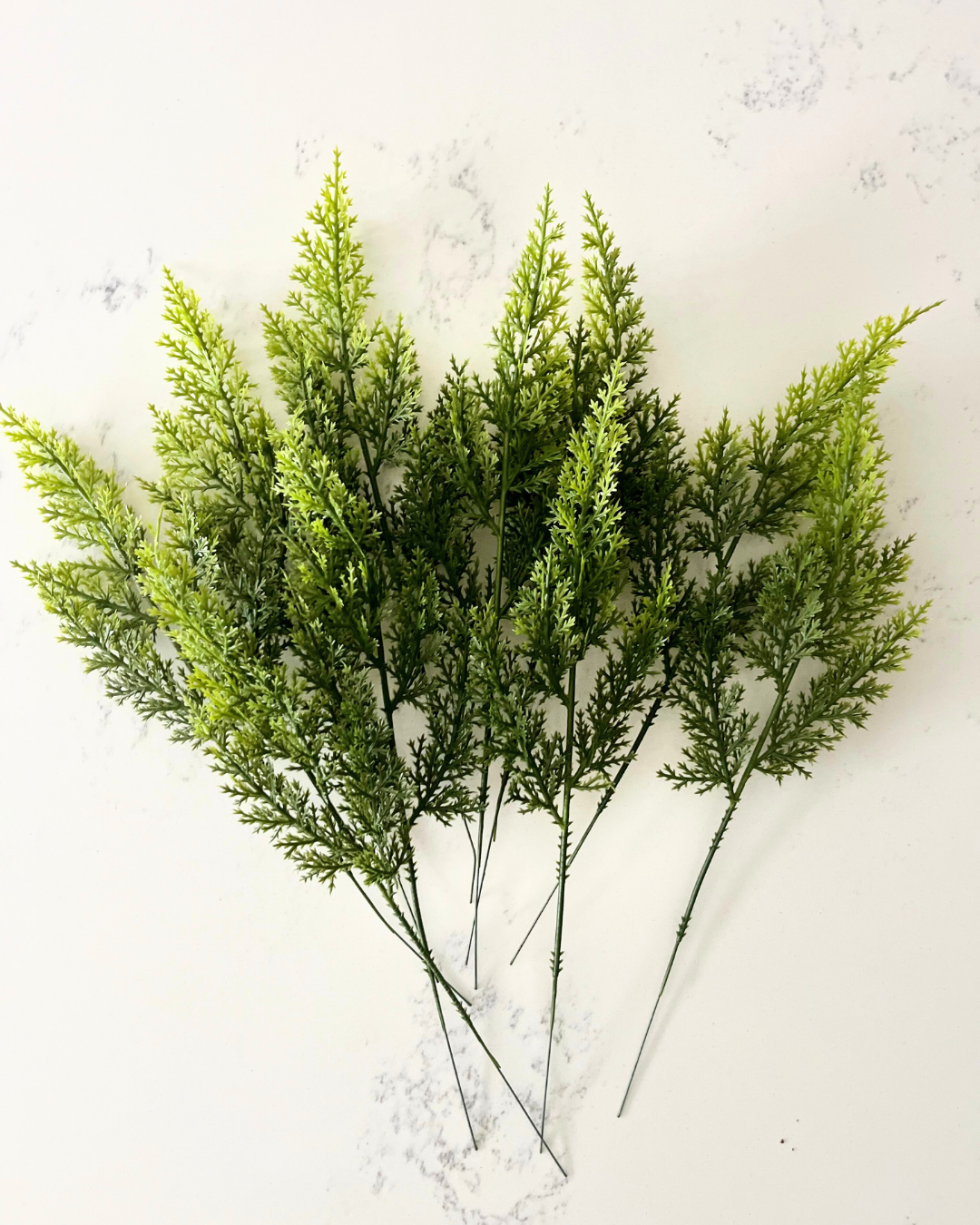 Cedar Pine Branches, Bunch