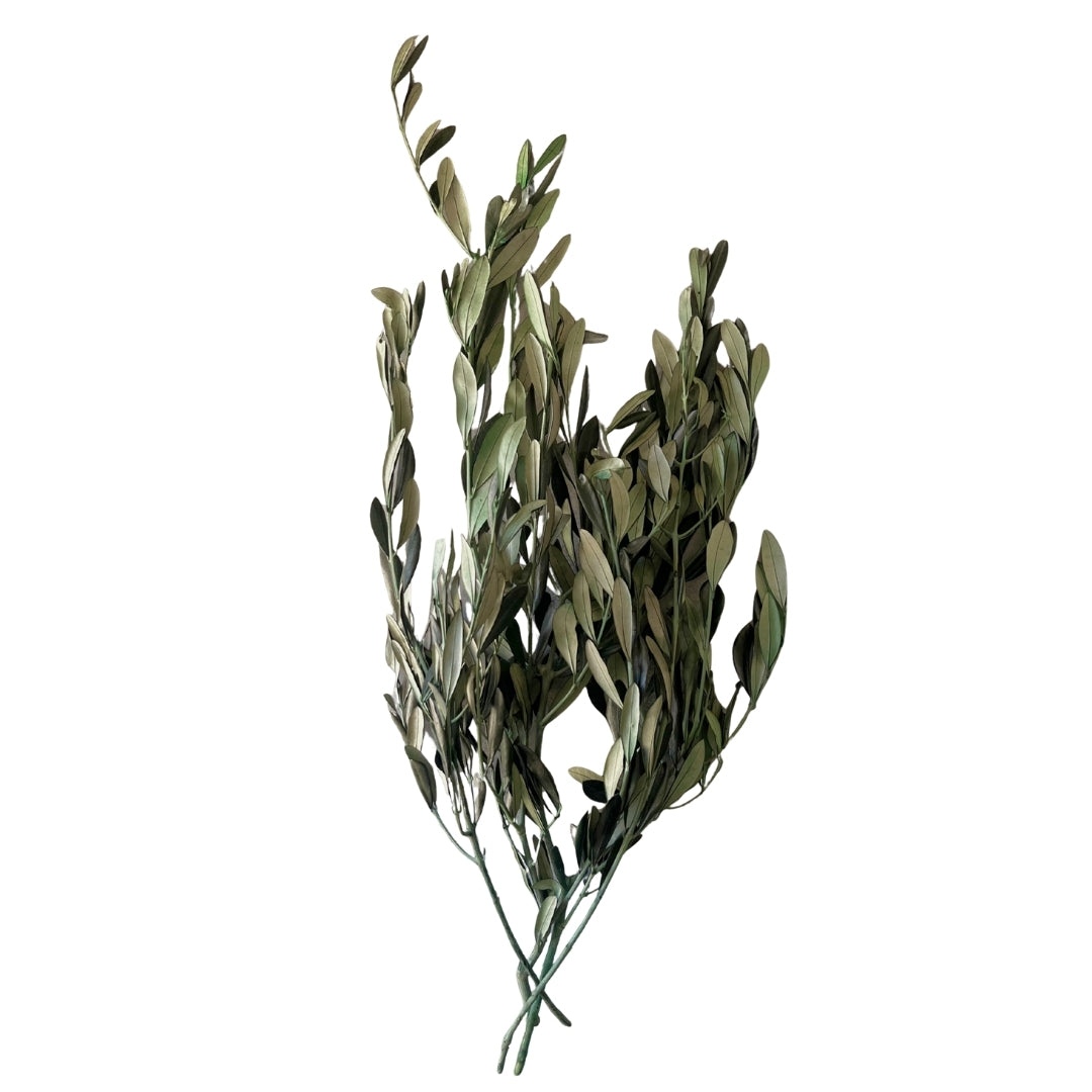 Preserved Italian Olive Branches (Bunch)