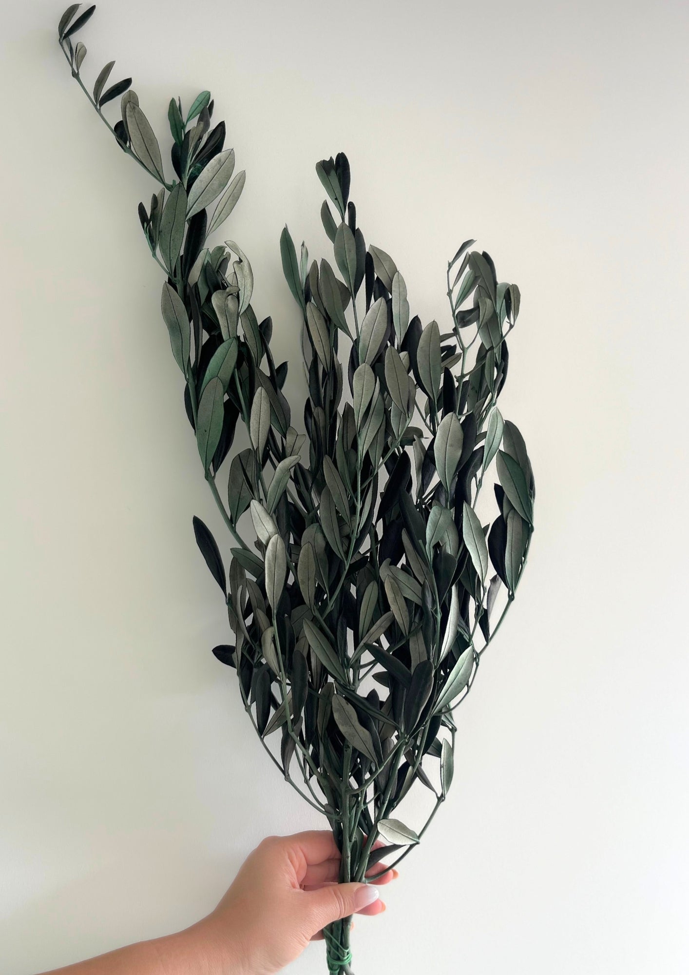 Preserved Italian Olive Branches (Bunch)