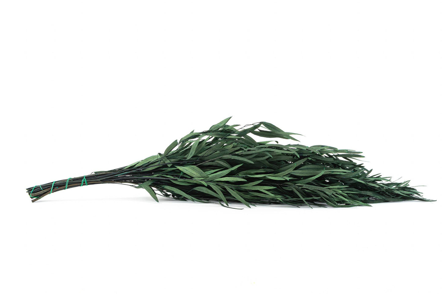 Eucalyptus Nicoly Preserved | Preserved Botanical Bunch