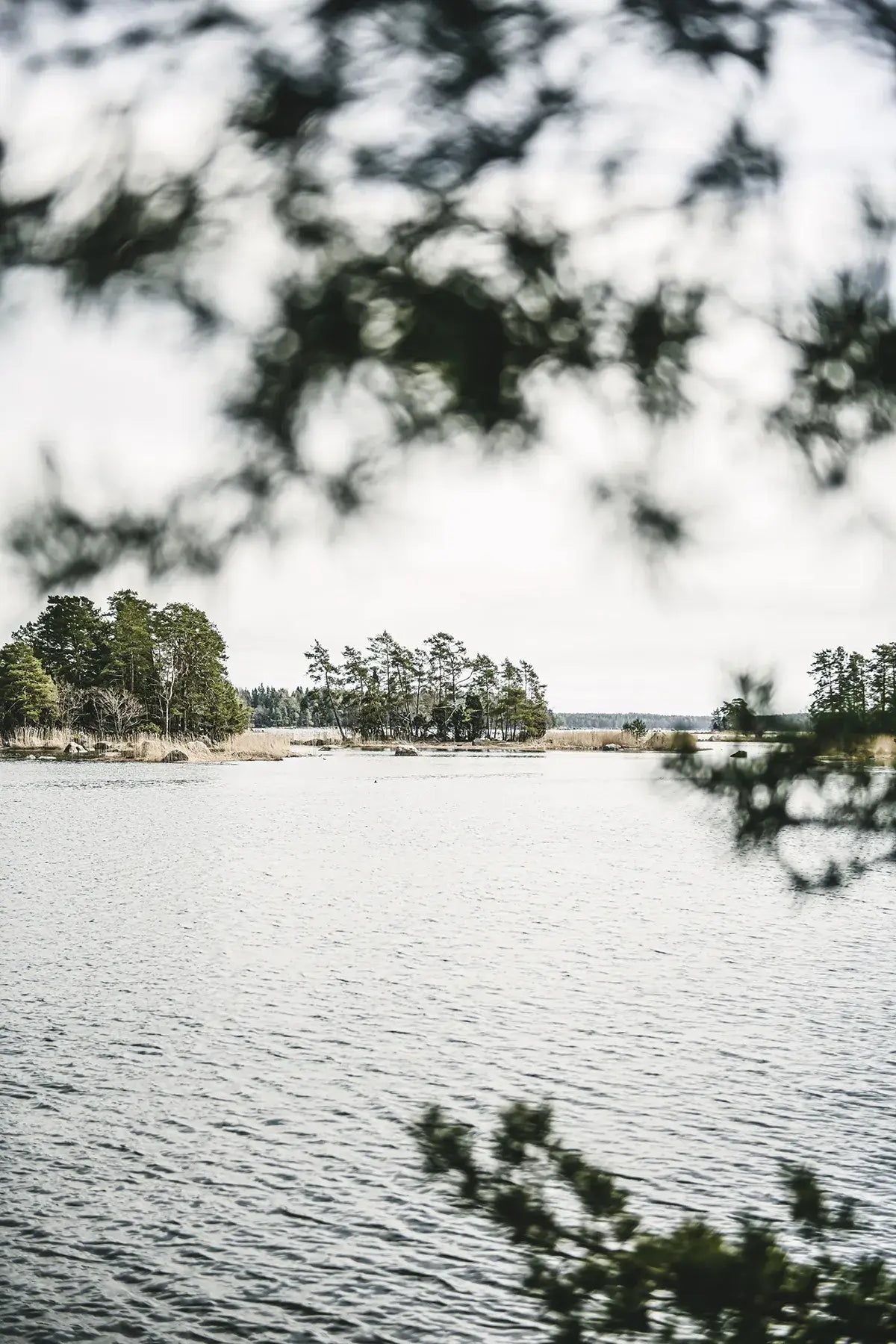Lake surrounded by trees with a clear sky