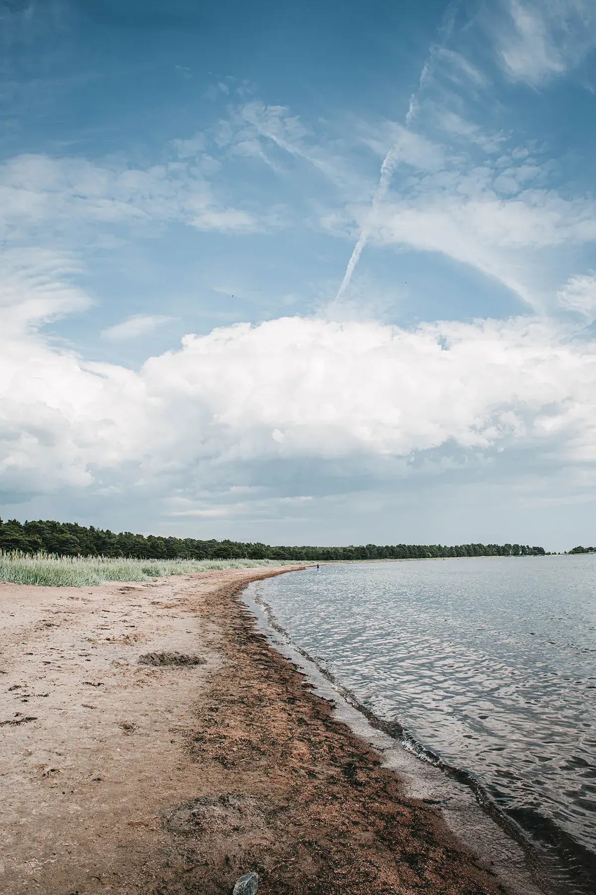 Beach with water and trees under a blue sky with clouds