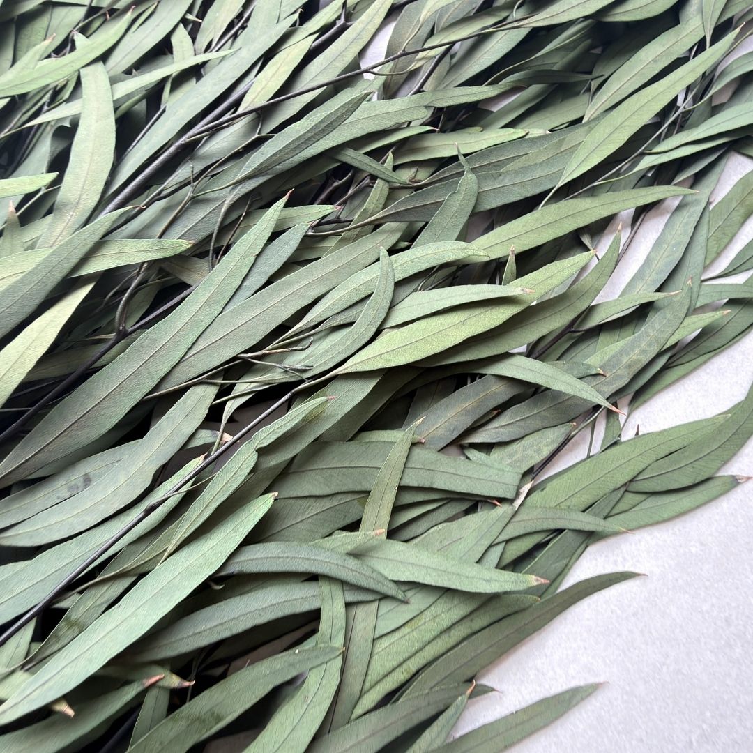 Eucalyptus Nicoly Preserved | Preserved Botanical Bunch