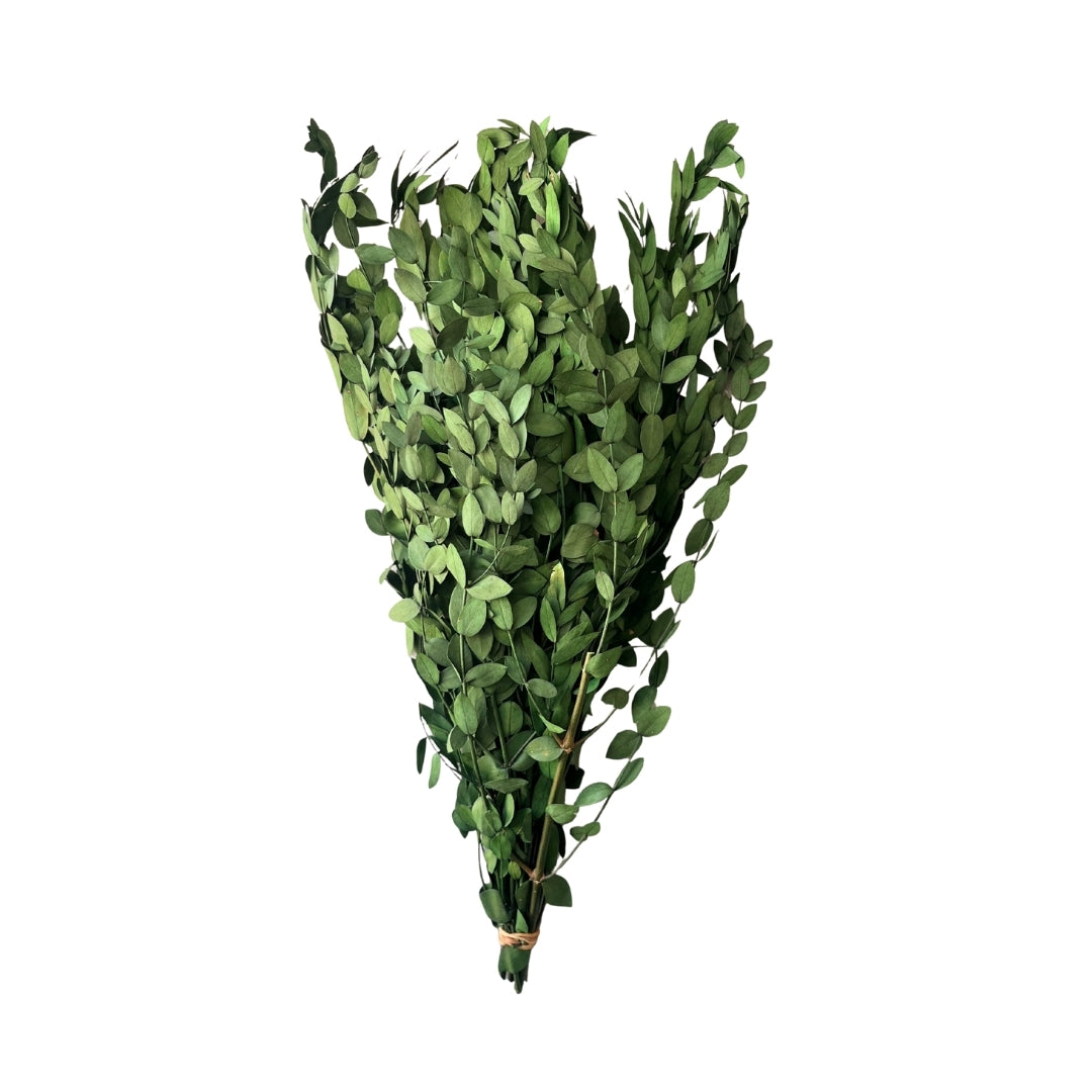 Preserved Green Eucalyptus Bunch