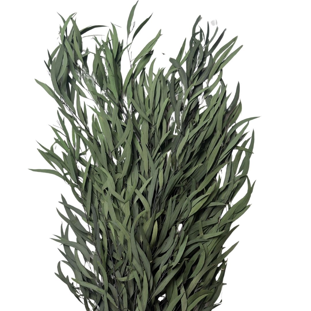 Eucalyptus Nicoly Preserved | Preserved Botanical Bunch