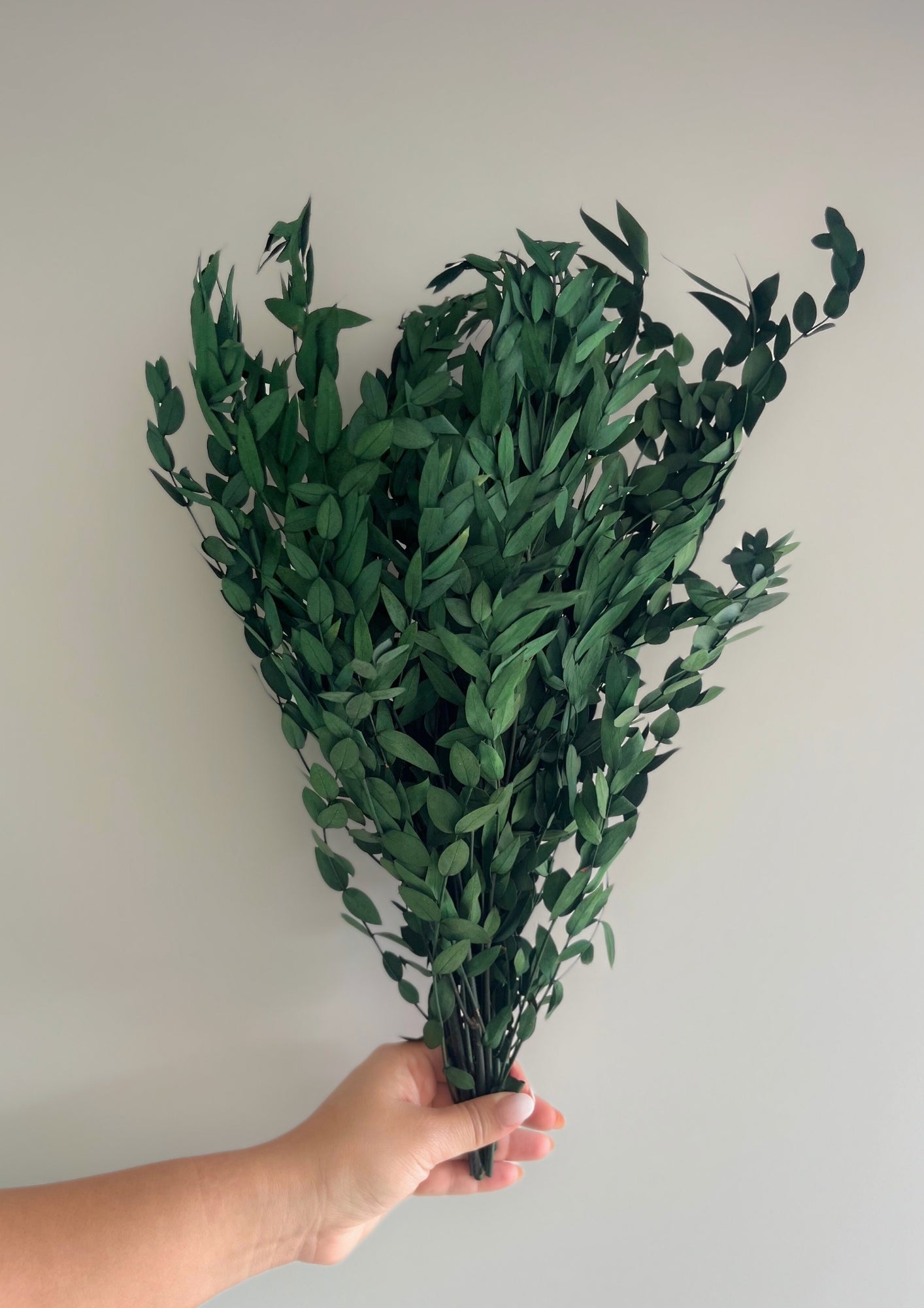Preserved Green Eucalyptus Bunch