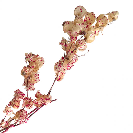 Dried Bougainvillea Flowers branch - Cream & Pink