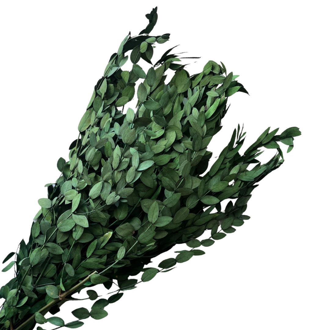 Preserved Green Eucalyptus Bunch