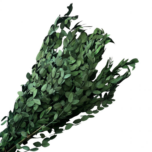 Preserved Green Eucalyptus Bunch