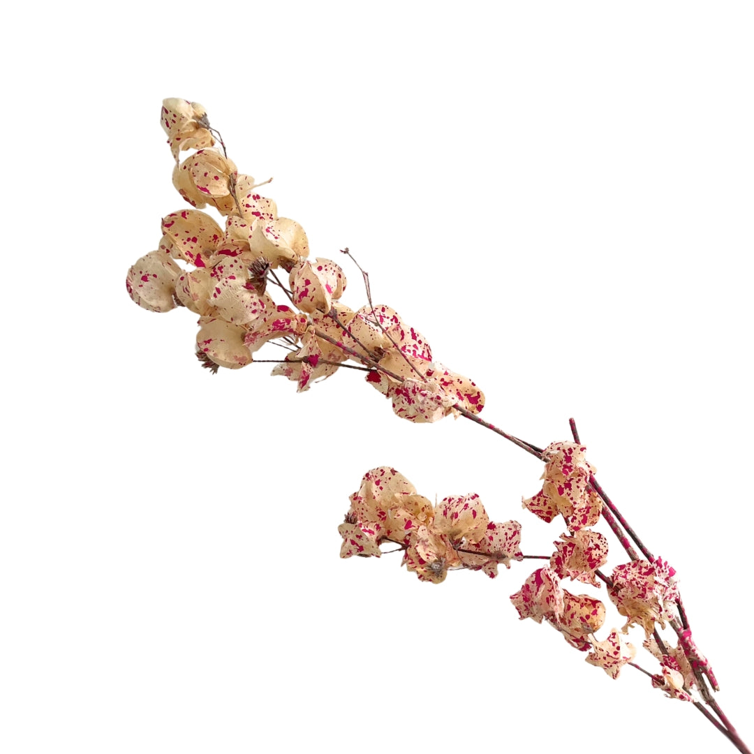Dried Bougainvillea Flowers branch - Cream & Pink
