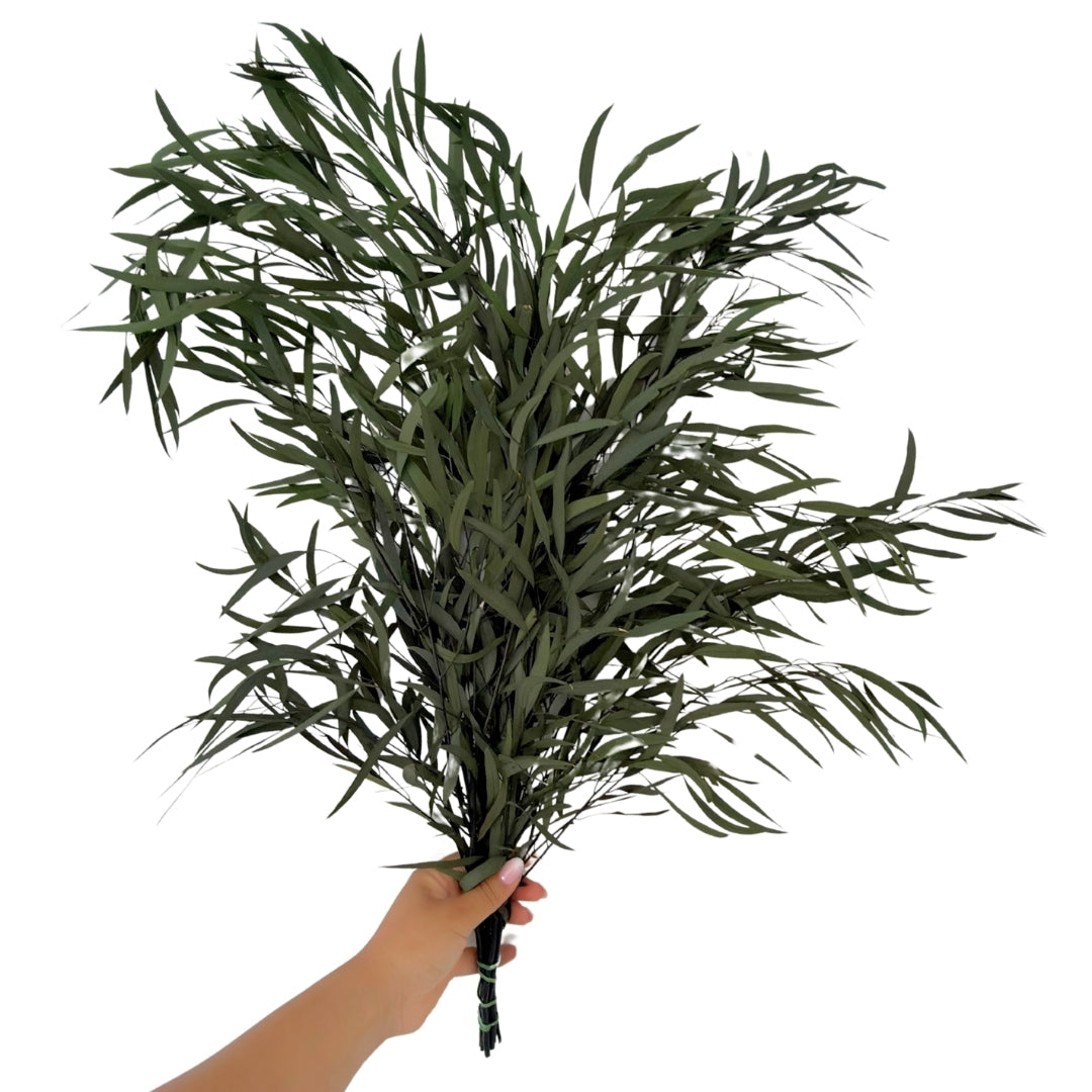 Eucalyptus Nicoly Preserved | Preserved Botanical Bunch