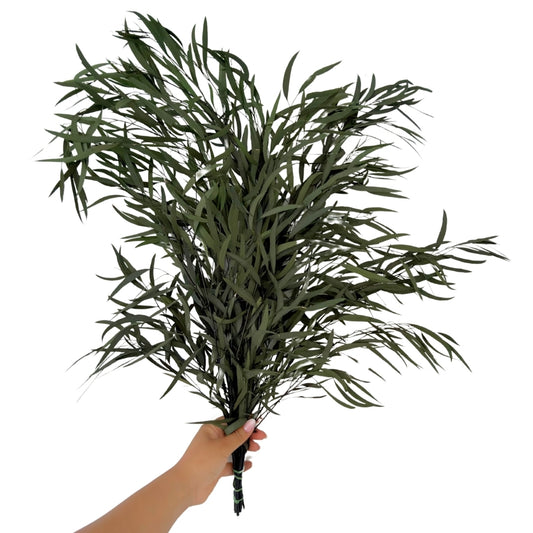 Eucalyptus Nicoly Preserved | Preserved Botanical Bunch