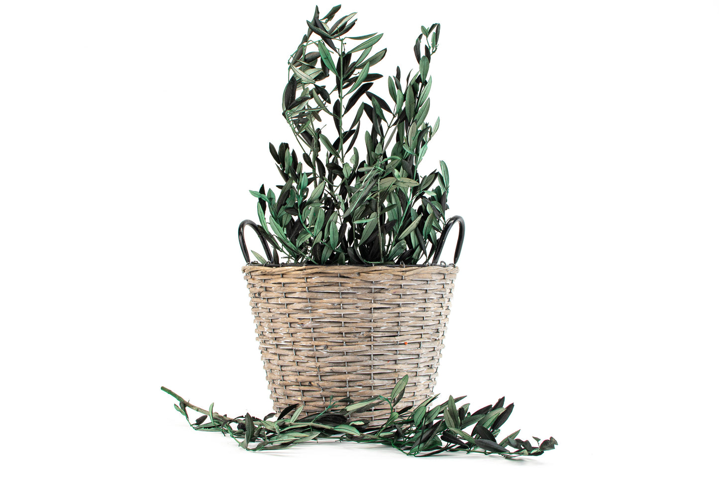 Preserved Italian Olive Branches | Mediterranean Botanical Bunch