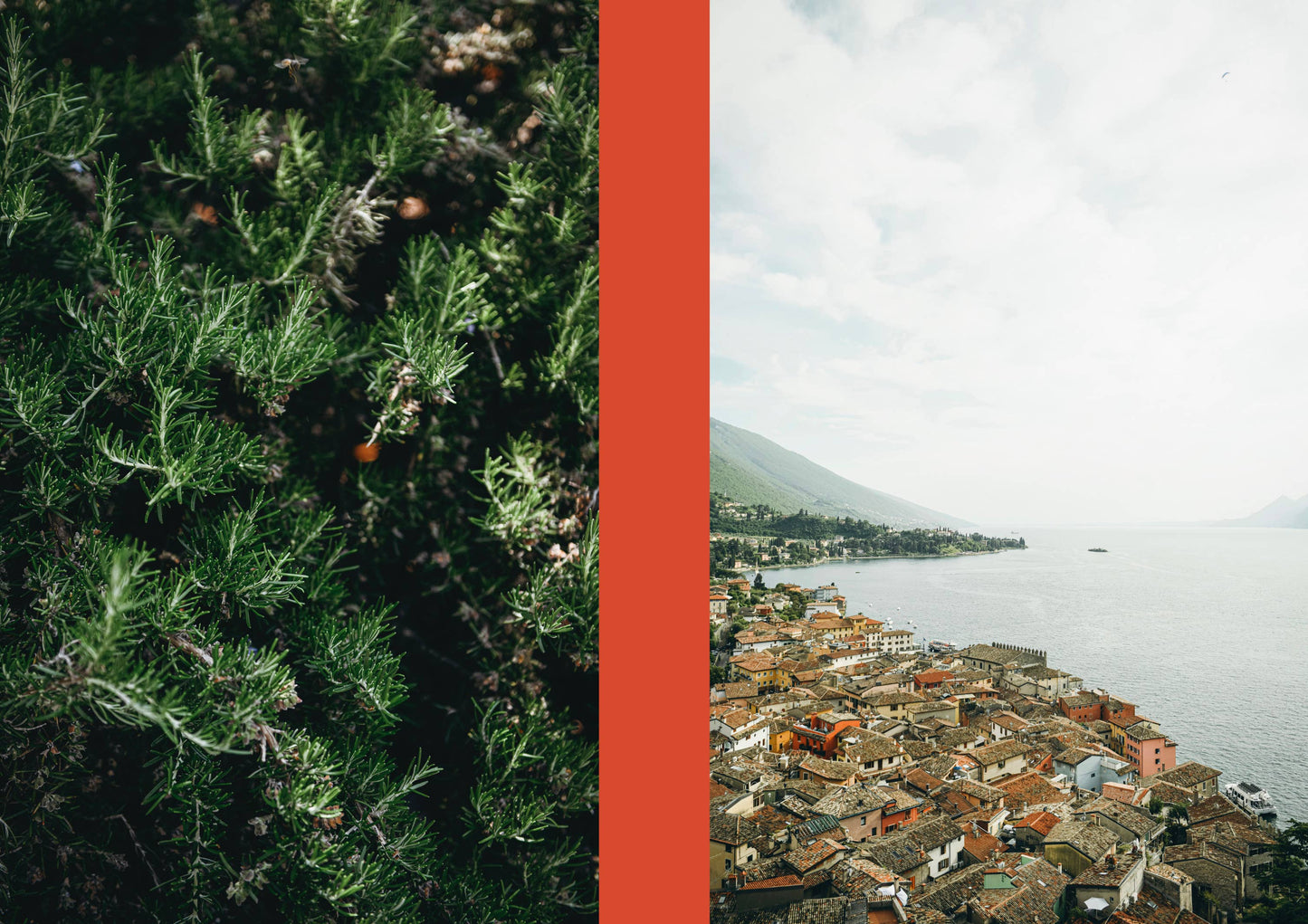 Split image with green foliage on the left and a coastal town on the right.