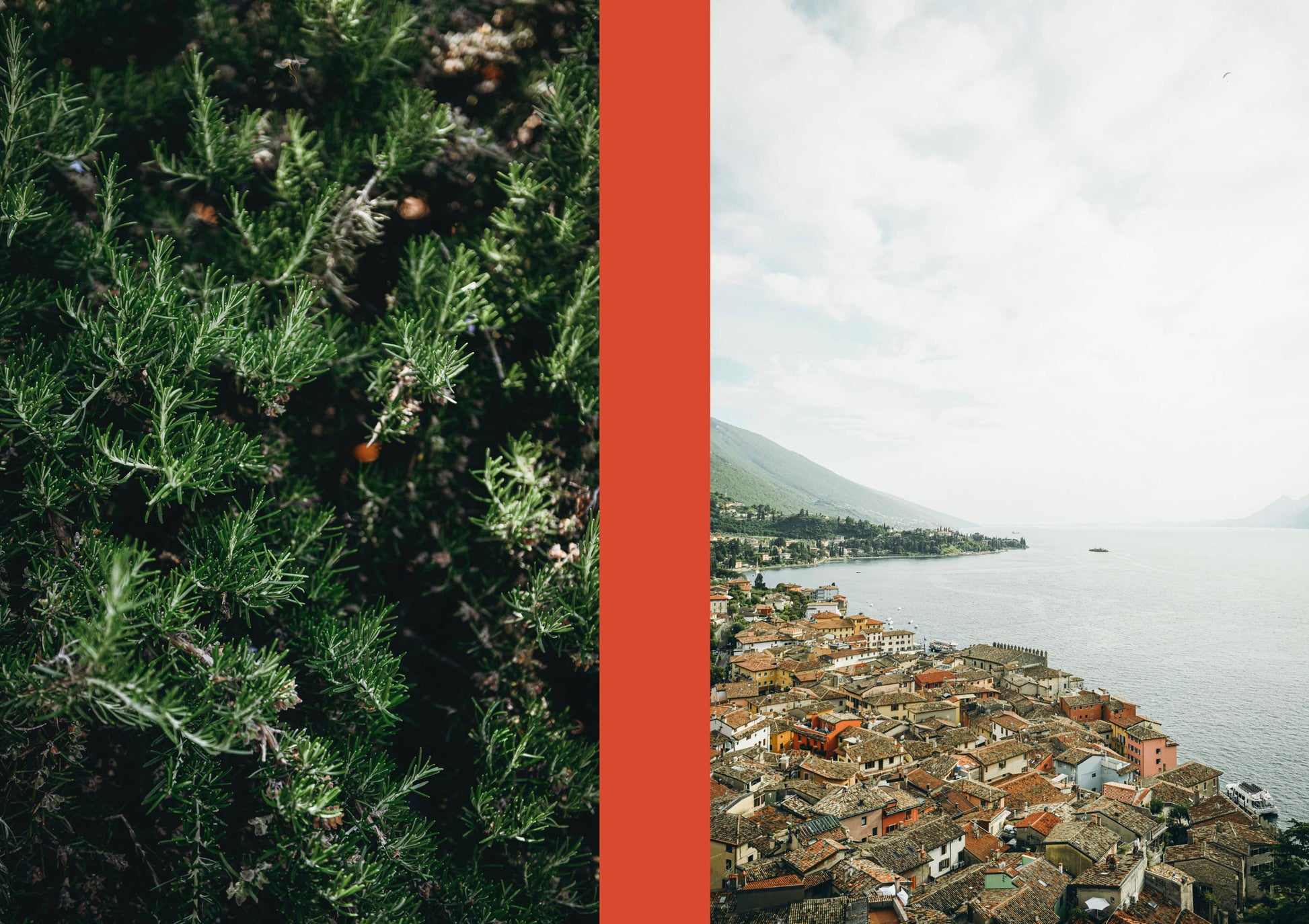 Split image with green foliage on the left and a coastal town on the right.