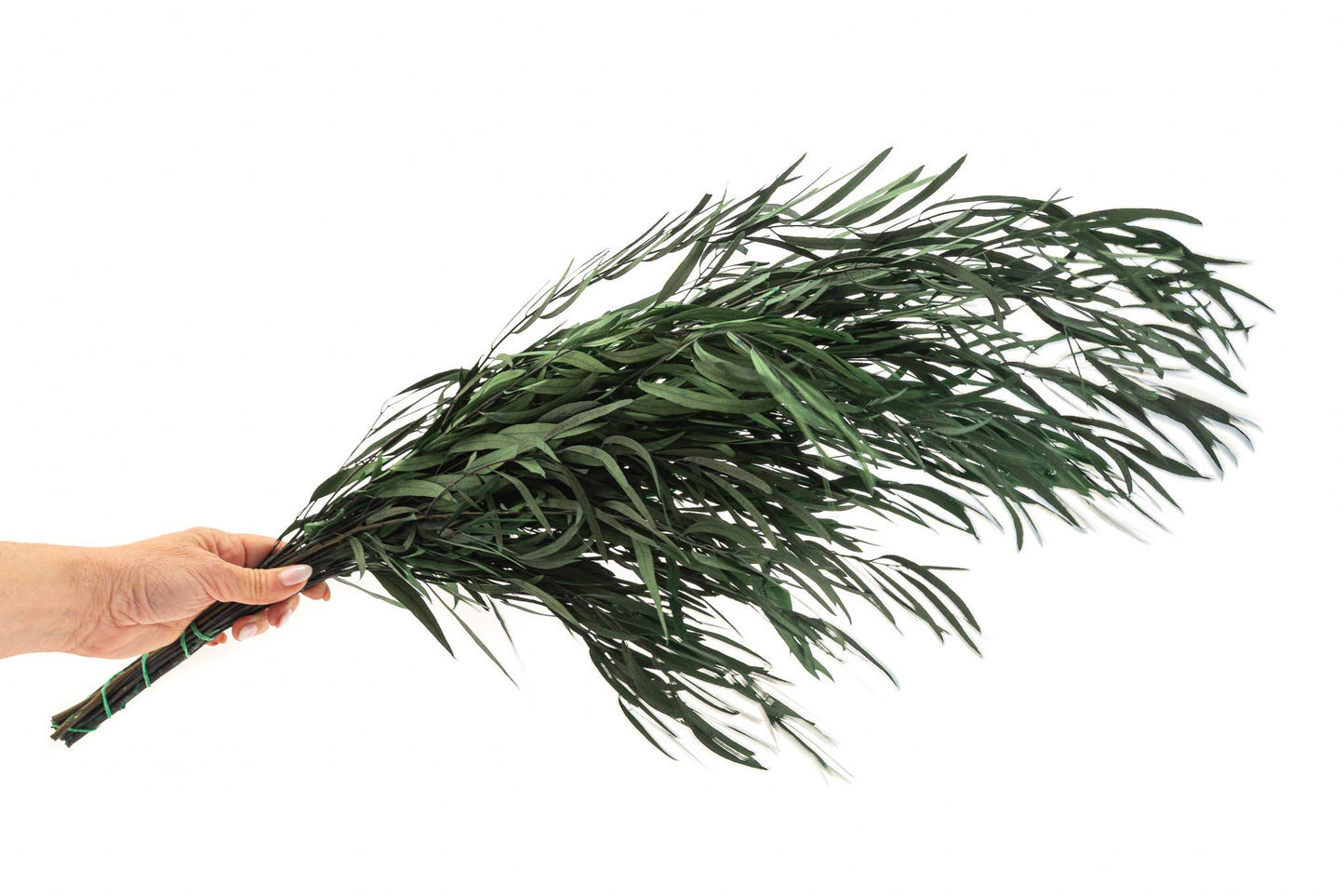 Eucalyptus Nicoly Preserved | Preserved Botanical Bunch