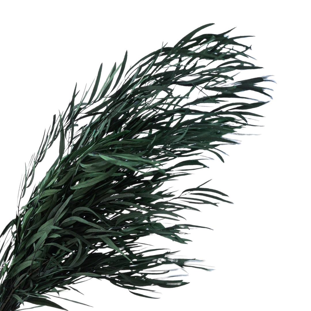 Eucalyptus Nicoly Preserved | Preserved Botanical Bunch