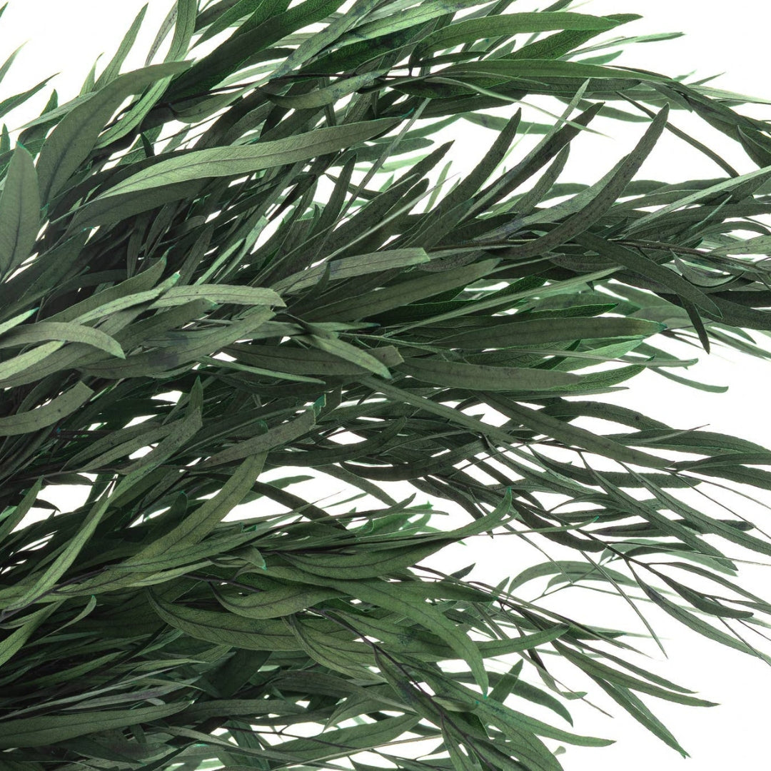 Eucalyptus Nicoly Preserved | Preserved Botanical Bunch