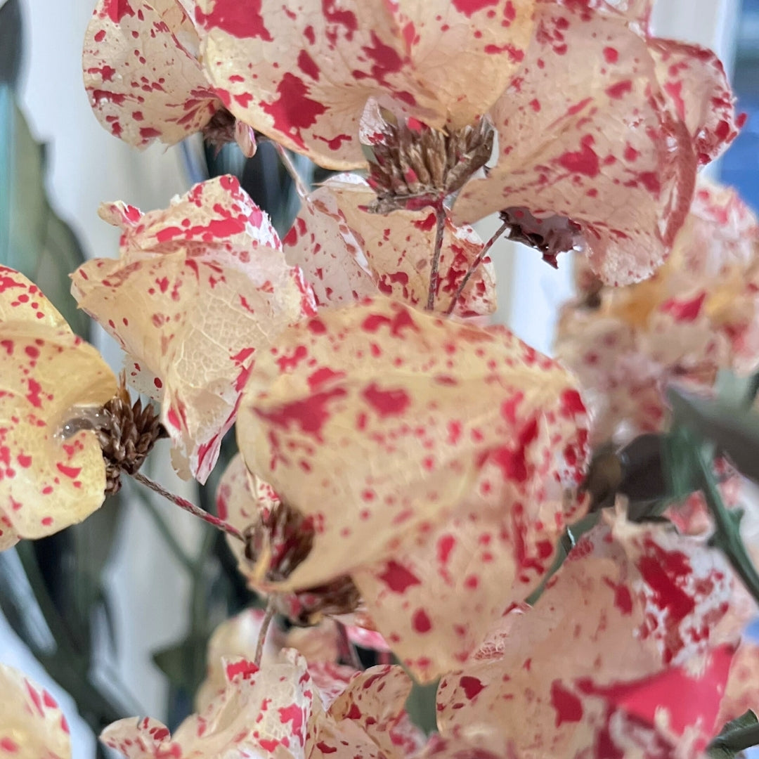 Dried Bougainvillea Flowers branch - Cream & Pink