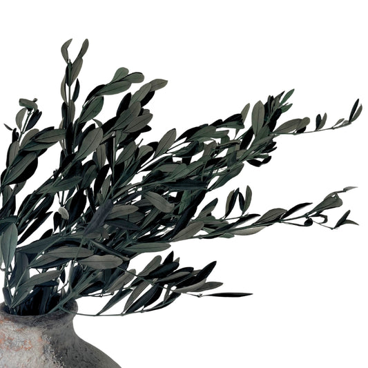 Preserved Italian Olive Branches (Bunch)