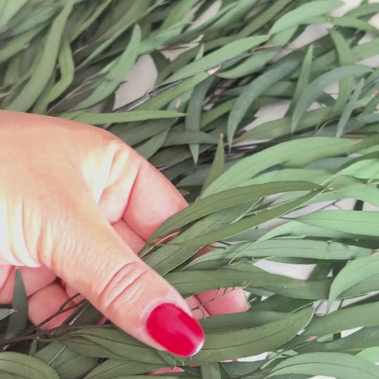 Video of Eucalyptus Nicoly Preserved