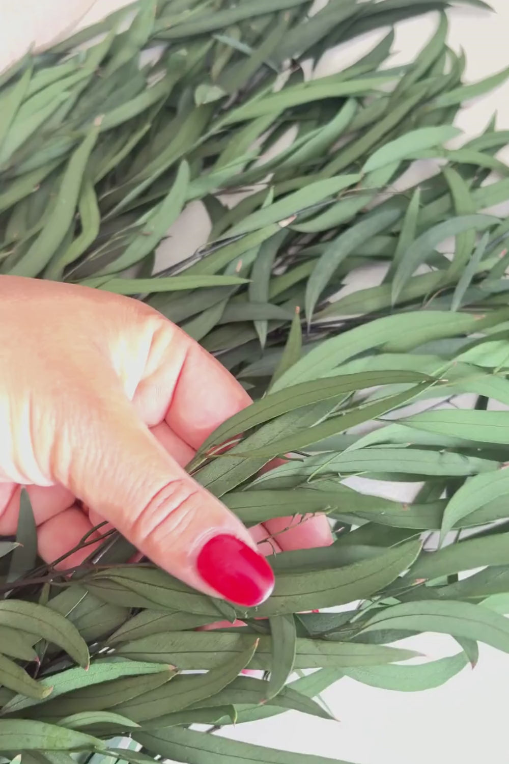 Video of Eucalyptus Nicoly Preserved